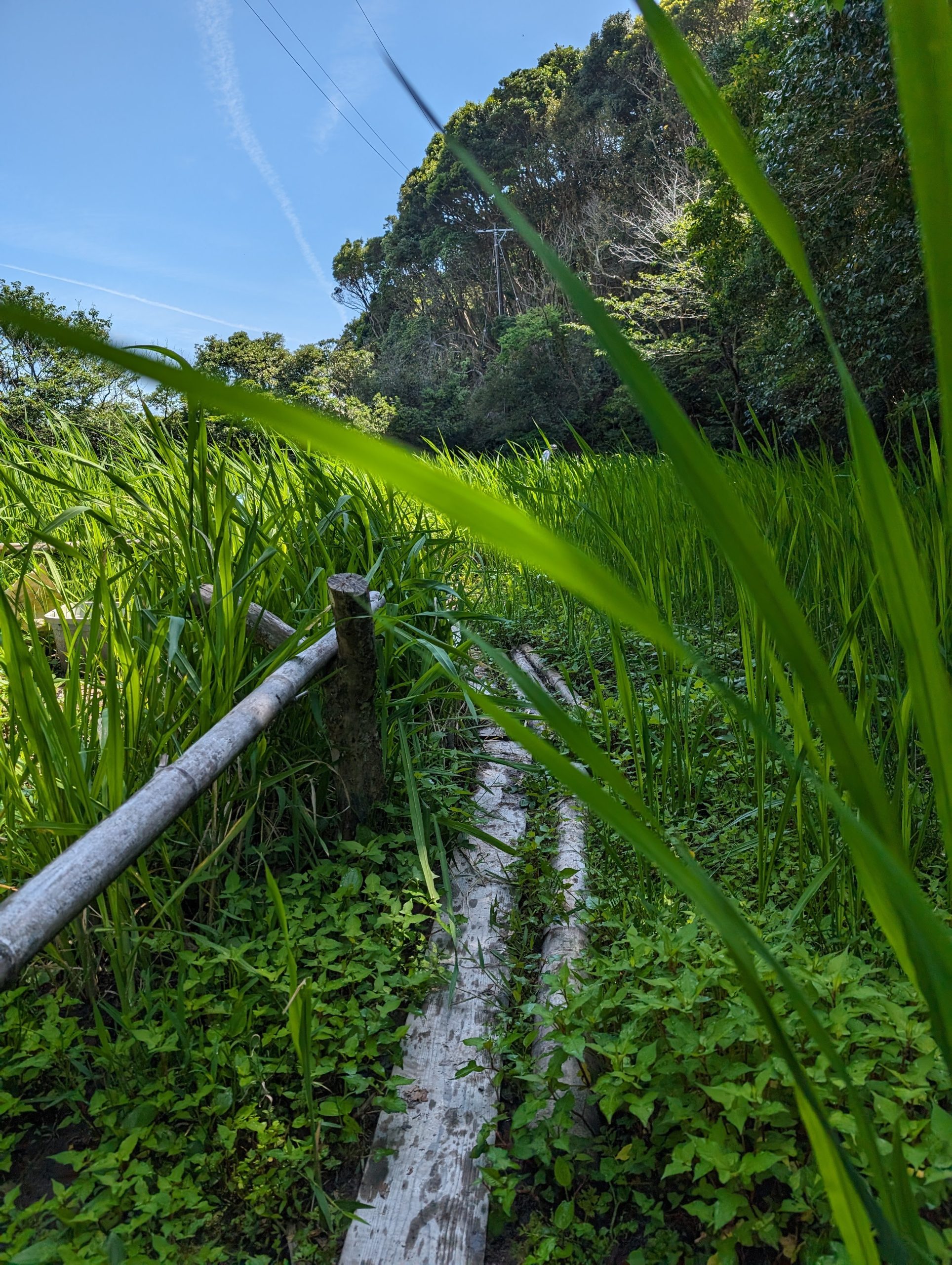 大王真菰茶（粉末）30g